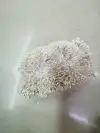 Zhu Guang 01 Shallow Snow Bud Flower Core Gypsum 01 Specification image